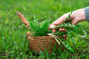 forage for survival