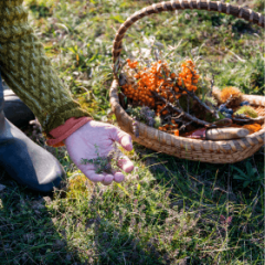 foraging for food, nature's pantry for preppers