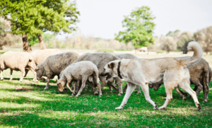 survival animals