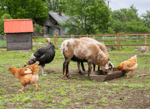 survival livestock