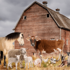 survival livestock, choosing the right animals for self-sufficiency